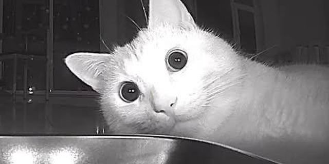 Автоматическая кормушка "сломала" кота