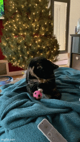 Подборка гифок -  18.12.2025