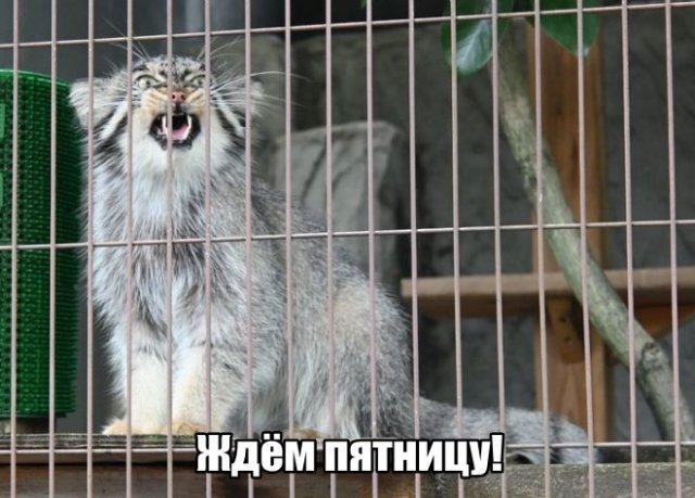 Трынделка - 18.12.2025