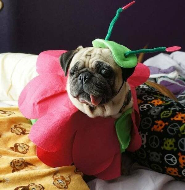 Подборка картинок. Вечерний выпуск - 18.12.2025