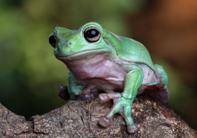 Лягушки - это новое лекарство от рака?