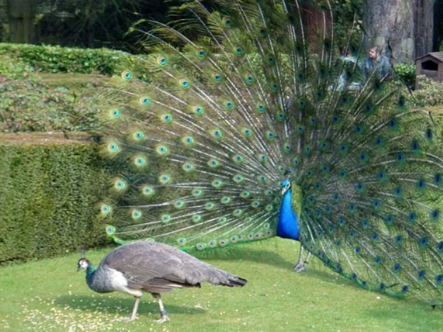 Благодарность павлина