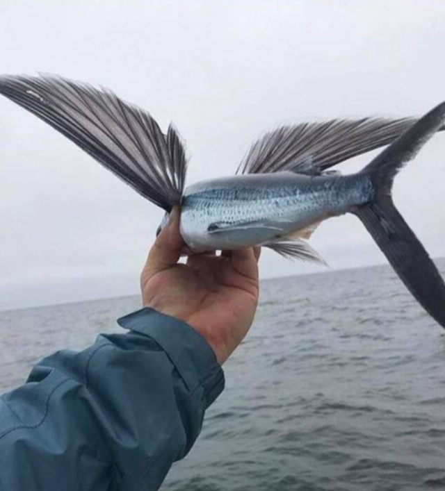 Летающая рыба!