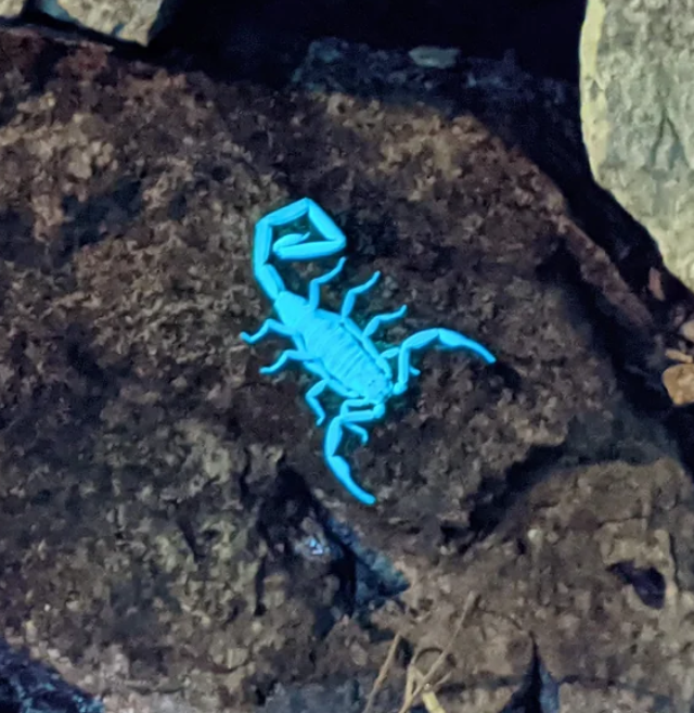 Светящийся скорпион