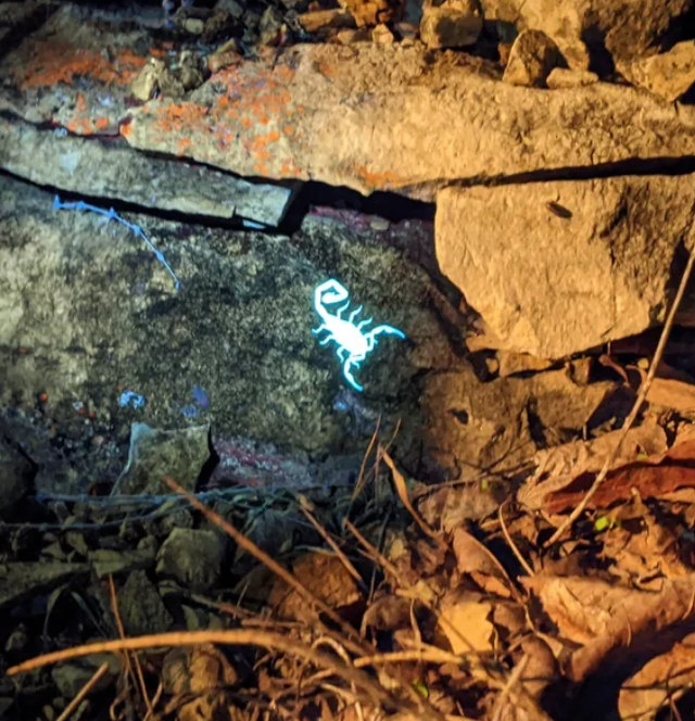 Светящийся скорпион