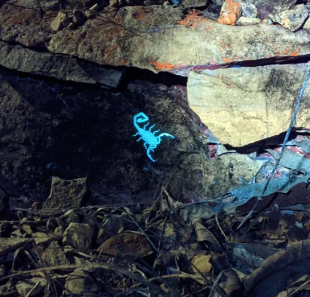 Светящийся скорпион