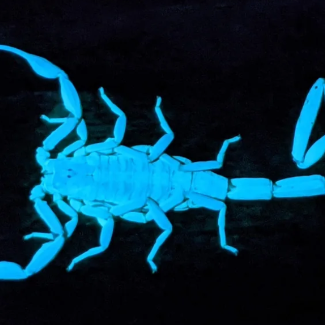 Светящийся скорпион