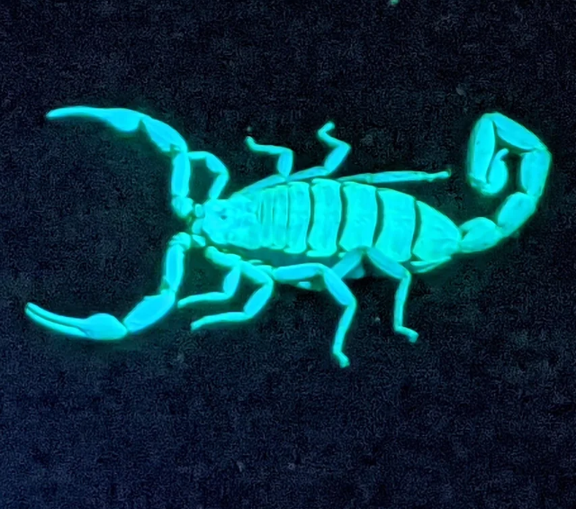 Светящийся скорпион