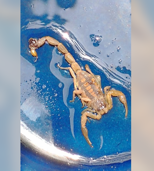 Светящийся скорпион