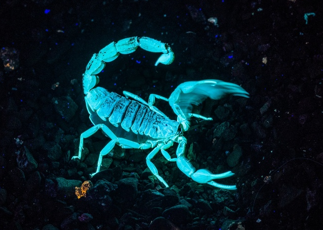 Светящийся скорпион