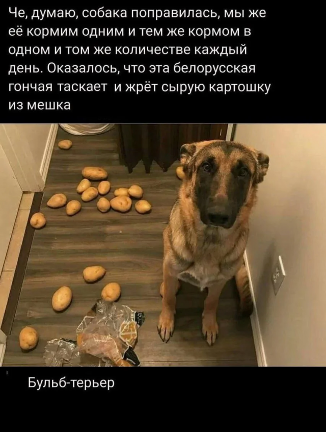 Забавные каламбуры и лингвошутки