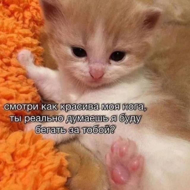 Лучшие шутки и мемы из Сети - 22.12.2025