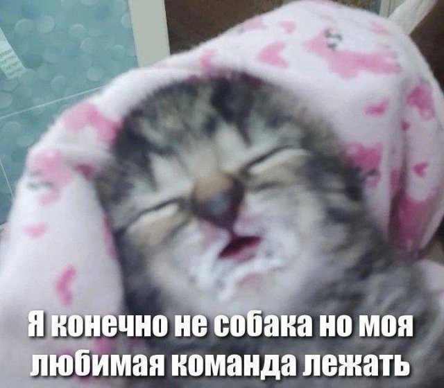 Лучшие шутки и мемы из Сети - 22.12.2025