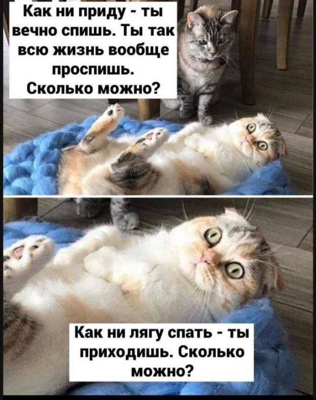 Лучшие шутки и мемы из Сети - 22.12.2025