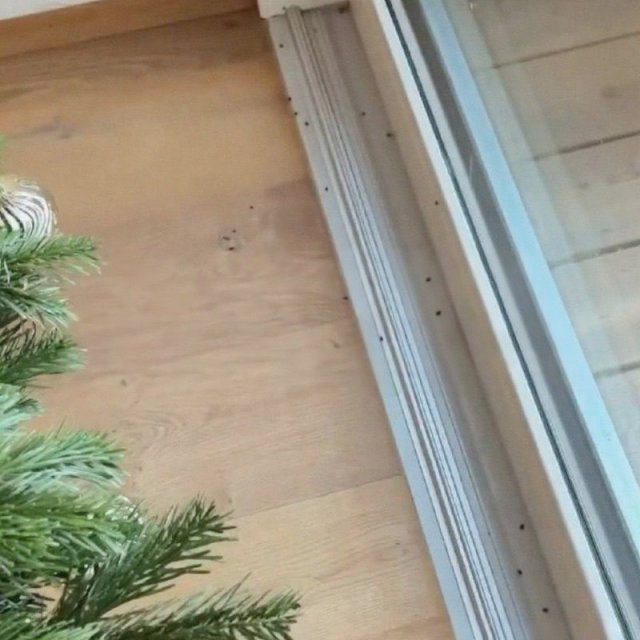 «Ëлочные» клещи атакуют квартиры россиян