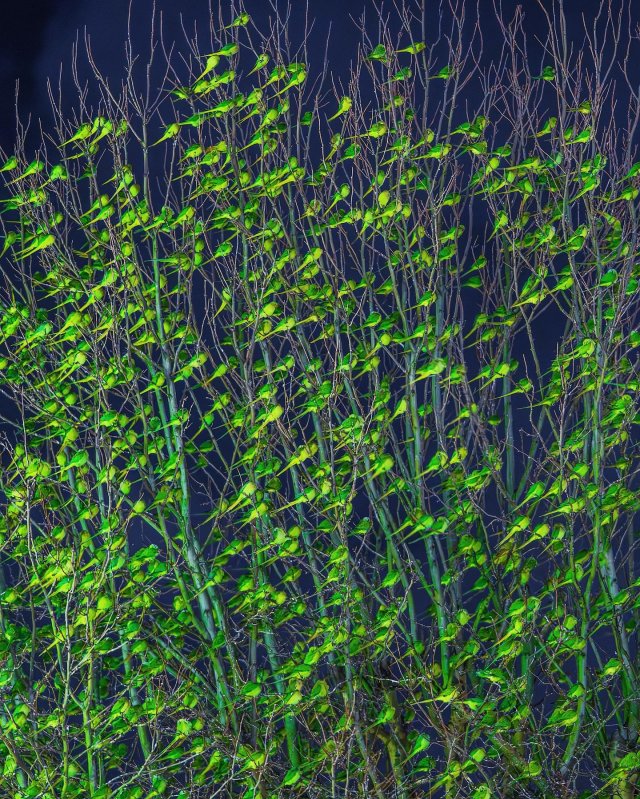 Фотограф нашел в зимнем Лондоне самое «зеленое» дерево