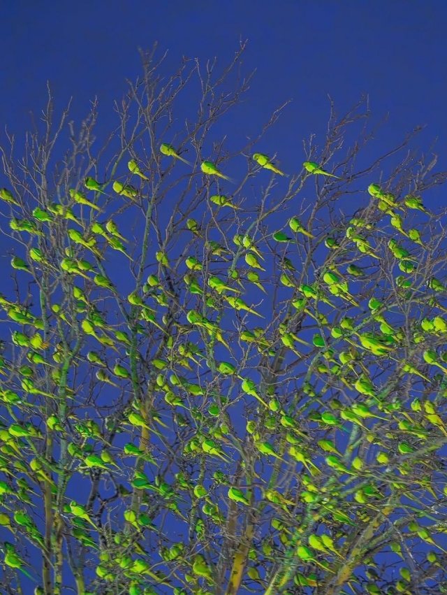 Фотограф нашел в зимнем Лондоне самое «зеленое» дерево