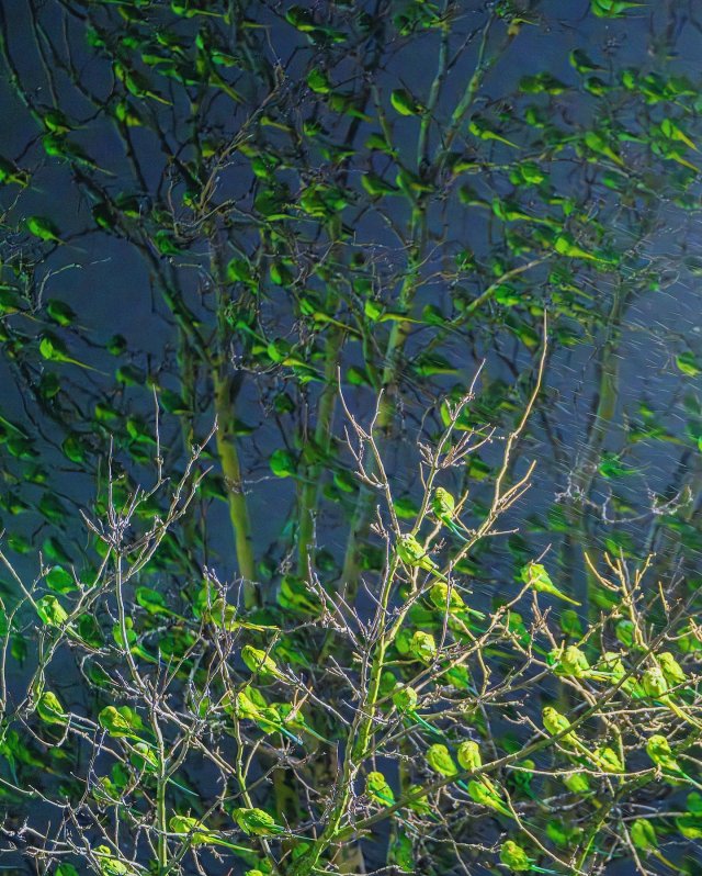 Фотограф нашел в зимнем Лондоне самое «зеленое» дерево