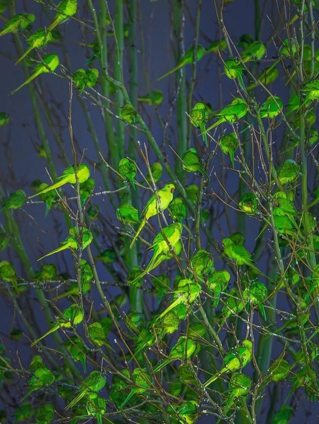 Фотограф нашел в зимнем Лондоне самое «зеленое» дерево