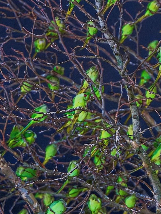 Фотограф нашел в зимнем Лондоне самое «зеленое» дерево