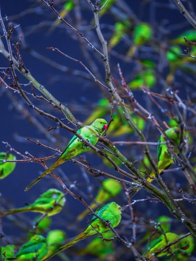 Фотограф нашел в зимнем Лондоне самое «зеленое» дерево