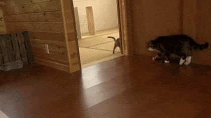 Подборка гифок -  23.12.2025