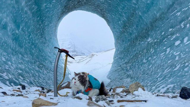 Кот по кличке Гэри путешествует по Канаде вместе со своим хозяином