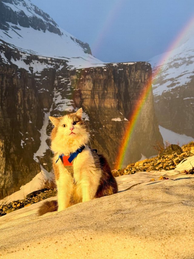 Кот по кличке Гэри путешествует по Канаде вместе со своим хозяином