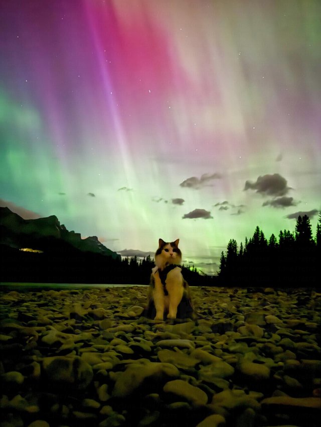 Кот по кличке Гэри путешествует по Канаде вместе со своим хозяином