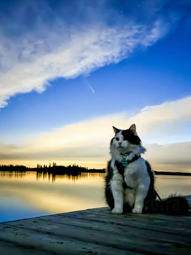 Кот по кличке Гэри путешествует по Канаде вместе со своим хозяином