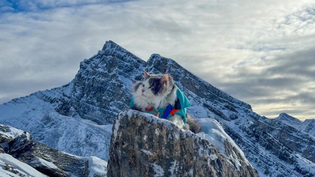 Кот по кличке Гэри путешествует по Канаде вместе со своим хозяином