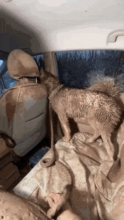 Подборка гифок -  24.12.2025