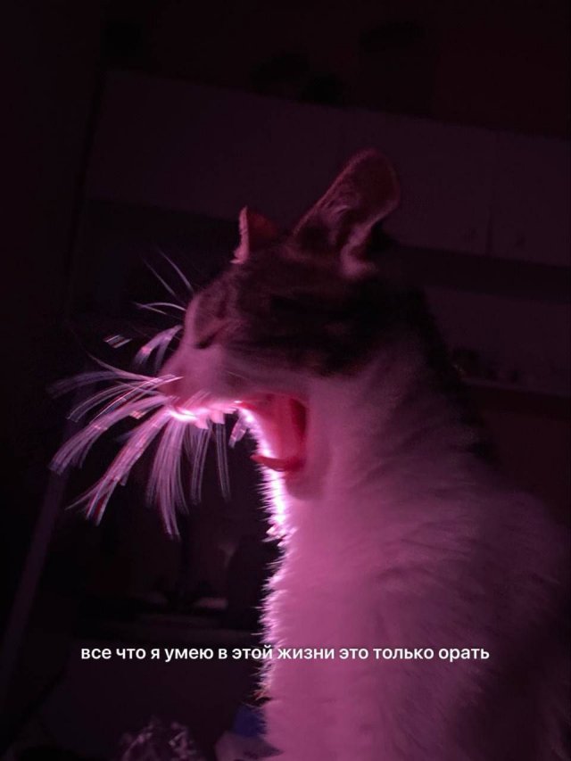 Лучшие шутки и мемы из Сети - 24.12.2025