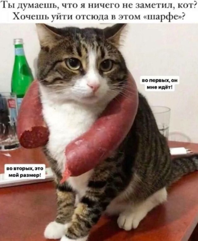 Лучшие шутки и мемы из Сети - 24.12.2025
