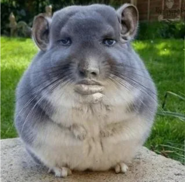 Московский суд запретил продавать шиншилл