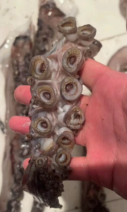 Кольца из кальмара