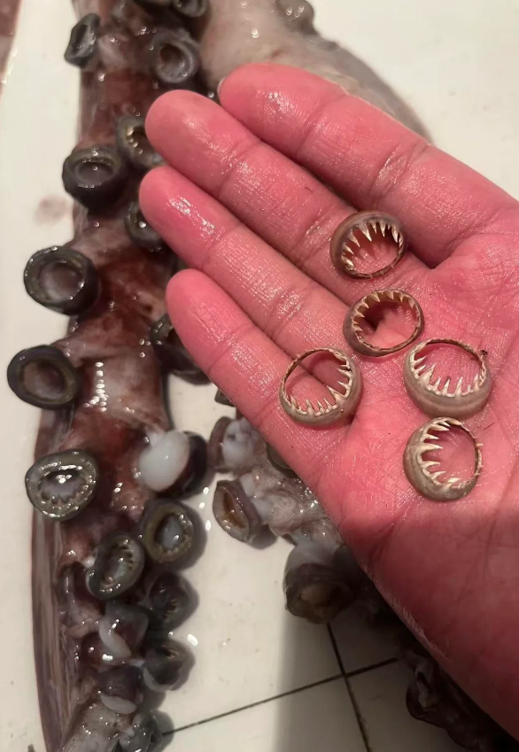 Кольца из кальмара