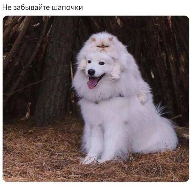 Смешные мемы - 25.12.2025