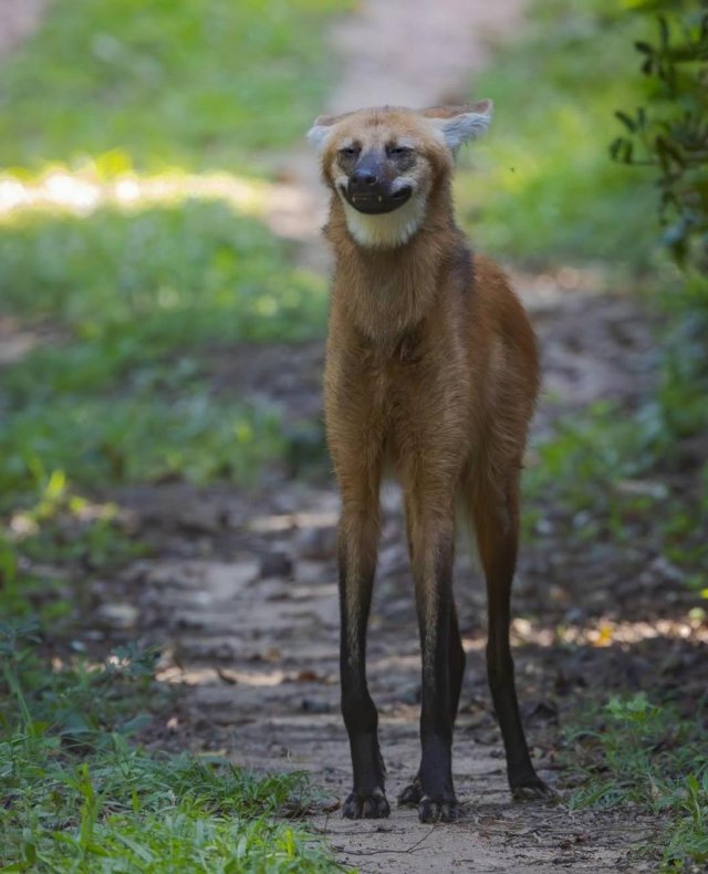 Гуара — самый забавный и несуразный волк