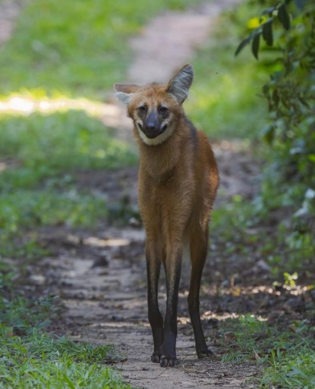 Гуара — самый забавный и несуразный волк