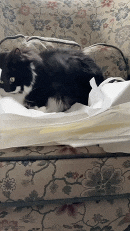 Подборка гифок -  25.12.2025