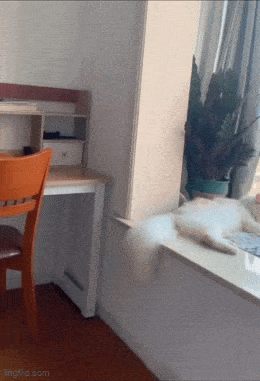 Подборка гифок -  25.12.2025