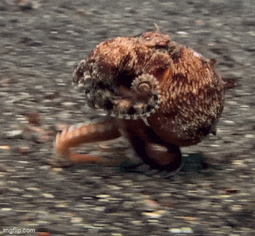 Подборка гифок -  25.12.2025