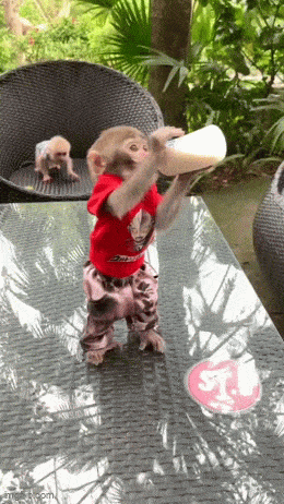 Подборка гифок -  25.12.2025