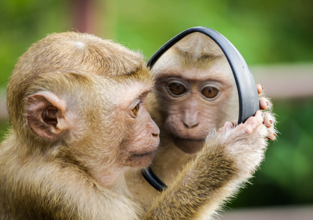 Животные и зеркало