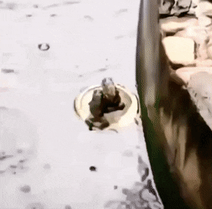 Подборка гифок -  26.12.2025