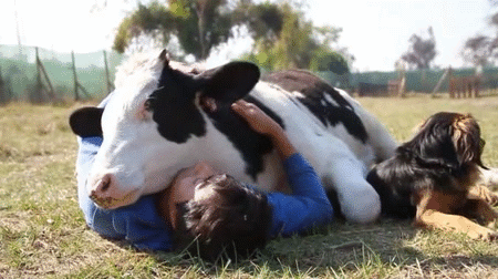 Подборка гифок -  26.12.2025