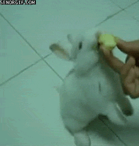 Подборка гифок -  26.12.2025