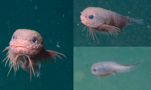 Бугристый морской слизень