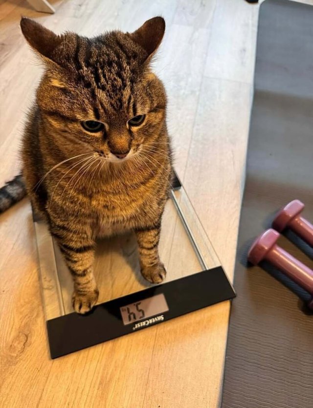 Трагедия в трёх актах